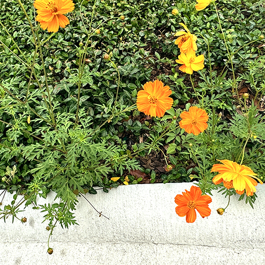 Color at the curb