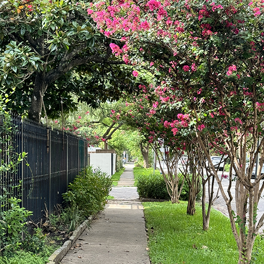 crepe myrtles